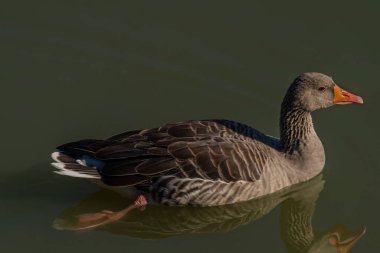 Yaz sabahı Hluboka nad Vltavou kasabası yakınlarındaki Güney Bohemya göletinde ördek.