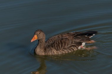 Yaz sabahı Hluboka nad Vltavou kasabası yakınlarındaki Güney Bohemya göletinde ördek.