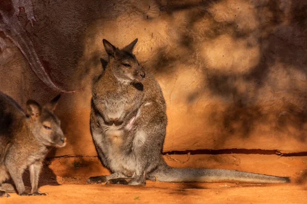 Macropus Rufogriseus Soleada Mañana Verano Cerca Pared Color Naranja —  Fotos de Stock