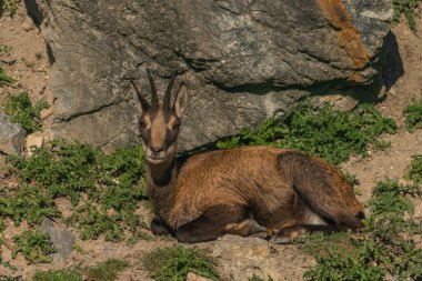 Chamois güneşli yaz sabahında kaya ve taşın üzerinde yatar.
