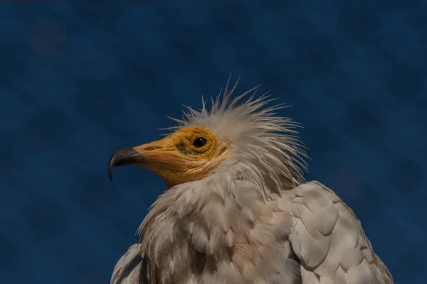 Avvoltoio Gabbia Con Cielo Azzurro Testa Gialla Soleggiata Mattina Colore — Foto Stock