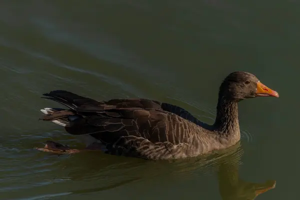 Pato Sur Del Estanque Bohemia Cerca Hluboka Nad Vltavou Ciudad — Foto de Stock