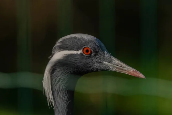 Tête Oiseau Grus Virgo Avec Oeil Couleur Long Bec Été — Photo