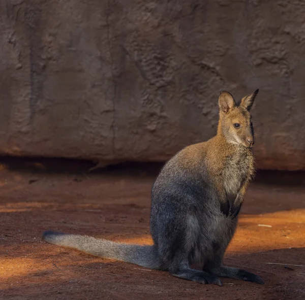 Macropus Rufogriseus Soleggiata Mattina Estate Vicino Parete Colore Arancione — Foto Stock