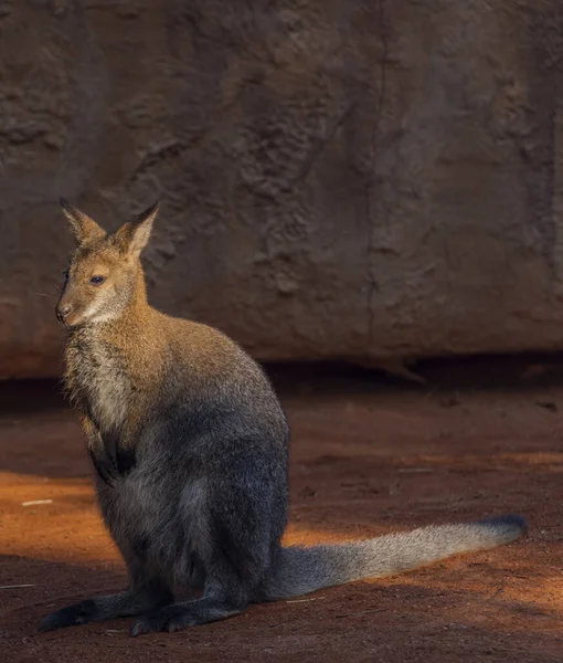 Macropus Rufogriseus Soleggiata Mattina Estate Vicino Parete Colore Arancione — Foto Stock