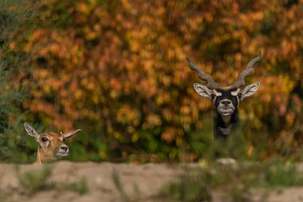 Antílope Animal Rocha Com Floresta Folha Cor Fundo — Fotografia de Stock