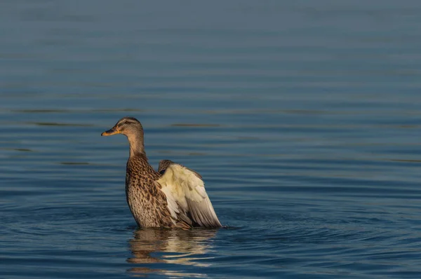 Pato Sul Boêmia Lagoa Perto Hluboka Nad Cidade Vltavou Manhã — Fotografia de Stock