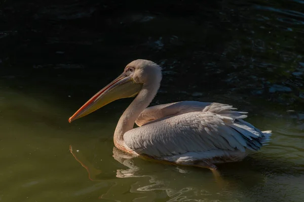 Pássaro Pelicano Lagoa Verde Com Brilho Ensolarado Manhã Outono — Fotografia de Stock