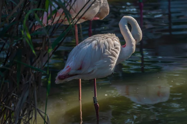 Птица Фламинго Цвете Летом Солнечное Утро Возле Пруда Горячей Водой — стоковое фото