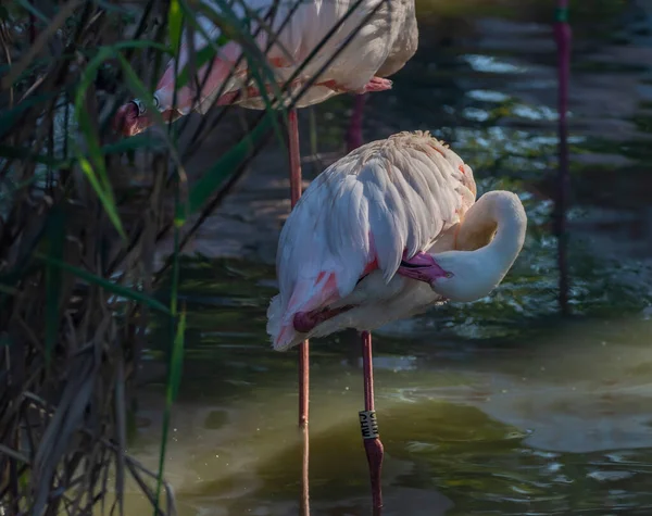 Flamingo Vogel Farbe Sommer Sonniger Morgen Der Nähe Von Heißwasserteich — Stockfoto