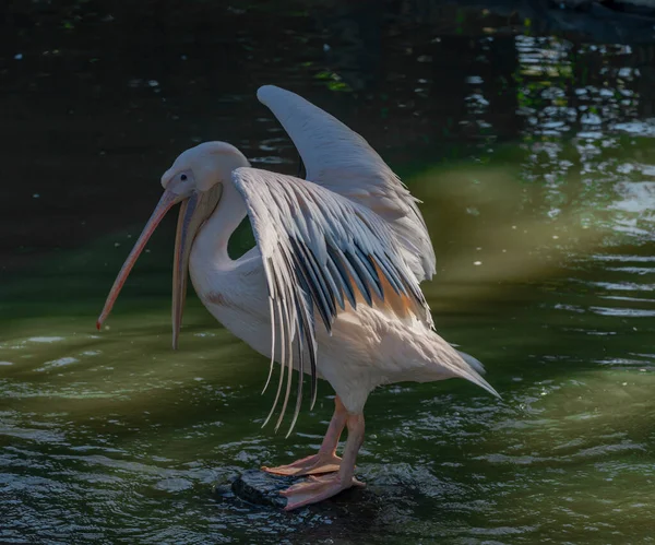 Pássaro Pelicano Lagoa Verde Com Brilho Ensolarado Manhã Outono — Fotografia de Stock