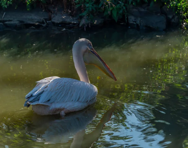 Pelikanvogel Auf Grünem Teich Mit Sonnigem Sonnenschein Herbstlichen Farbmorgen — Stockfoto