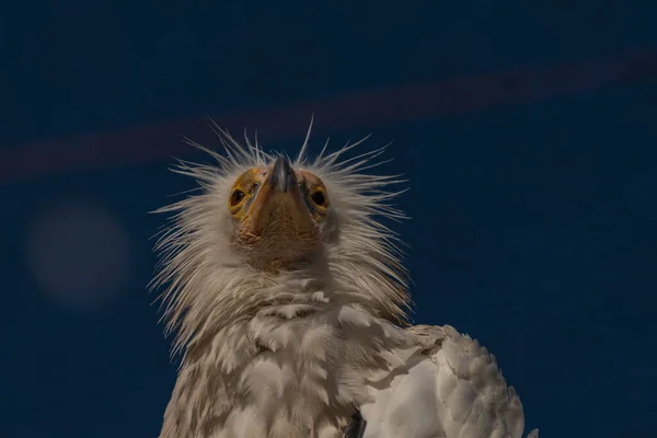 Gier Kooi Met Blauwe Lucht Gele Kop Zonnige Zomerse Kleur — Stockfoto