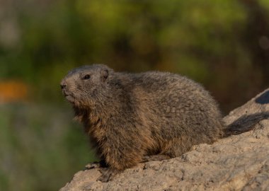 Güneşli yaz sabahında, taşın üstünde dağ sıçanı.