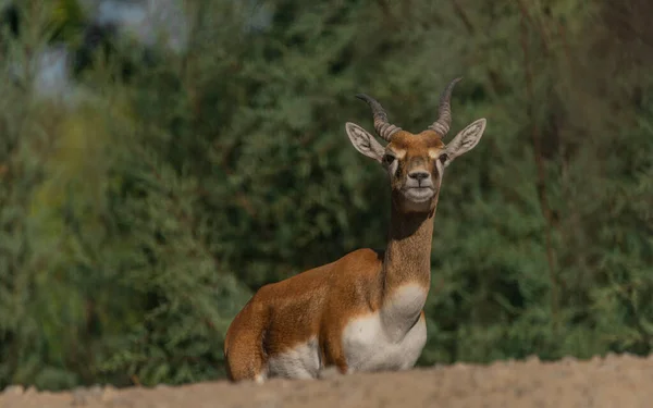 Antilope Tier Auf Felsen Mit Farbe Blatt Wald Auf Dem — Stockfoto