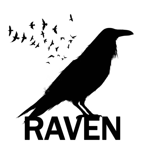 Graficzny Czarno Biały Kruk Białym Tle Ptak Stary Mądry Raven — Wektor stockowy