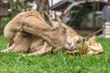 Goat cleans wet newborn kid after birth in rural field during first moments of maternal care
