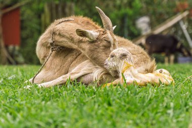 Keçi, annelik bağının ilk anlarında kırsal alanda doğduktan sonra ıslak yeni doğan çocuğu yalıyor.