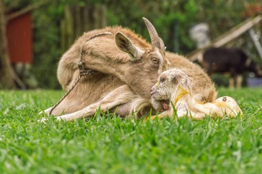 Keçi, annelik bağının ilk anlarında kırsal alanda doğduktan sonra ıslak yeni doğan çocuğu yalıyor.