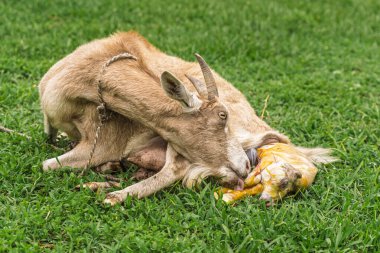 Keçi, kırsal alanda doğumun son safhasında yeni doğan çocuğu temizlemeye başlar.
