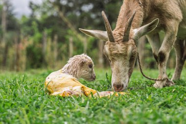 Goat inspects newborn kid still in amniotic sac after birth in rural field, soft background for text overlay