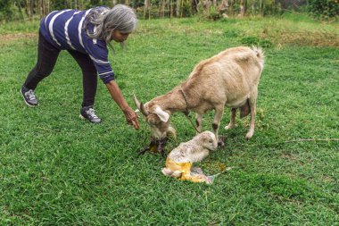 Elderly woman assists goat after birth of second newborn kid in rural field, maternal care in progress