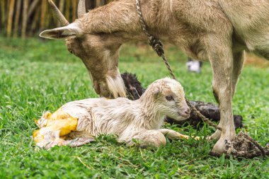 Keçi, doğumdan sonra kırsal alanda doğan ikinci çocuğun başında durur.