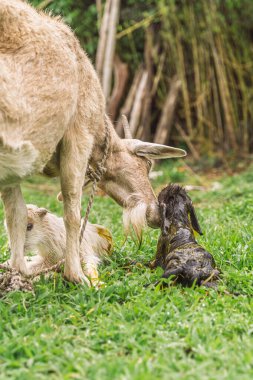 Keçi, ikiz doğumdan sonra kırsal alanda kardeş dışında ikinci doğan çocuğu yalıyor.