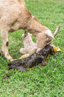 Keçi, kırsal bölgede doğumdan sonra doğum sıvılarıyla kaplı yeni doğmuş siyah çocuğu yalıyor.
