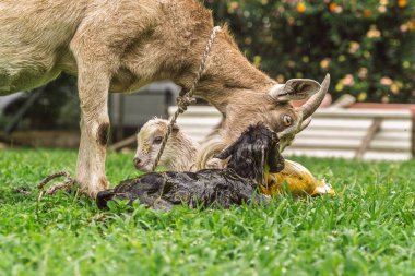 Keçi, kırsal alanda ikiz doğumdan sonra kardeşi dışında ikinci doğan çocuğu temizliyor.