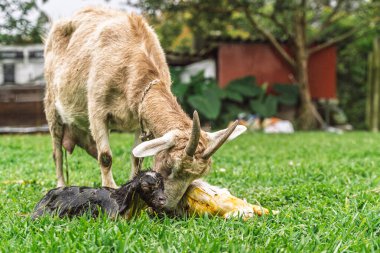 Keçi, kırsal alanda doğumdan sonra doğum sıvısıyla kaplanmış koyu renk yeni doğmuş çocuğu yalıyor, kırmızı baraka ve arka planda ayrılıyor.