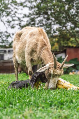 Keçi, kırsal alanda doğum sırasında doğum sıvılarıyla kaplı yeni doğmuş bir çocuğun üzerine eğilir.