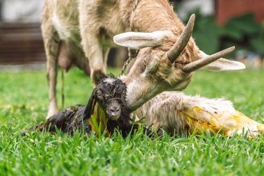 Keçi, doğumdan sonra kırsal alanda, sıvılarla kaplı bir şekilde büyüyen esmer çocuğu yalıyor.