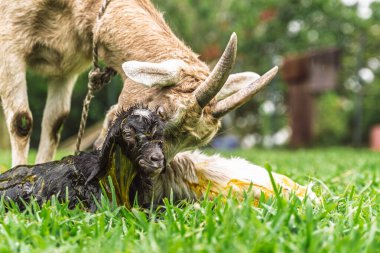 Keçi, kırsal alanda doğumdan sonra doğum sıvısıyla kaplanmış yeni doğan çocuğu inceliyor.