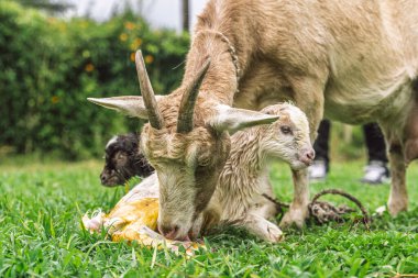 Keçi, daha temiz bir çocuğun yanında, kırsal alanda doğduktan sonra arka plandaki insanı yalıyor.
