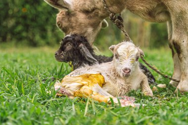 Keçi, doğumdan sonra kırsal alanda hala sıvılarla kaplı olan ikiz bebekleri yalıyor.