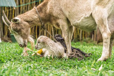 Keçi, yeni doğan çocuğu hala göbek kordonuyla yalıyor. Kırsal alanda ikiz doğumdan sonra, hassas bir anda.