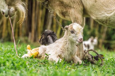 Keçi, yeni doğan çocuğu doğumdan sonra kırsal alanda, göbek bağında ve sonrasında görülebilir bir şekilde yer altında yalıyor.