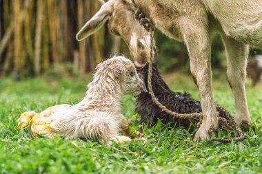 Keçi, doğumdan sonra kırsal alanda bir açık ve bir koyu renk olmak üzere iki yeni doğan çocuğu temizler.