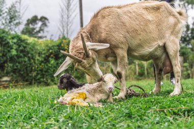 Keçi, kırsalda ikiz doğumdan sonra kuru kardeşinin yanında ıslak siyah yeni doğmuş çocuğu yalıyor.