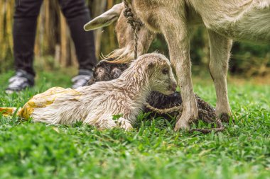 Goat stands beside twin newborn kids after birth in rural field, person in background assisting