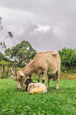 Goat inspects twin newborn kids after birth in rural field, one black and one white with yellow markings