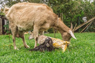 Keçi, doğumdan sonra kırsal alanda yeni doğan çocuğu, sıvıları ve görülebilir bağları inceler.