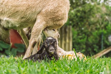 Keçi, doğumdan sonra kırsal alanda doğan çocuk üzerinde koruyucu bir şekilde durur. Sıvılar ve bağ görünür.