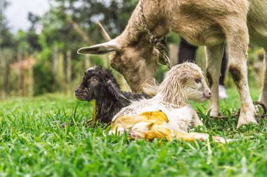 Keçi, doğumdan sonra kırsal alanda hala sıvılarla kaplı olan ikiz bebeklerin başında duruyor.