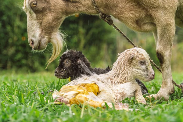 Keçi, doğumdan sonra kırsal alanda ikiz bebeklerin yanında durur. Biri siyah, diğeri beyaz ve sıvı içerir.