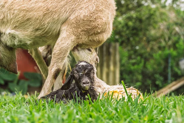 Keçi, doğumdan sonra kırsal alanda doğan çocuk üzerinde koruyucu bir şekilde durur. Sıvılar ve bağ görünür.