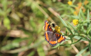 Kelebek ve arı üzerinde yabani bir çiçek polen toplama