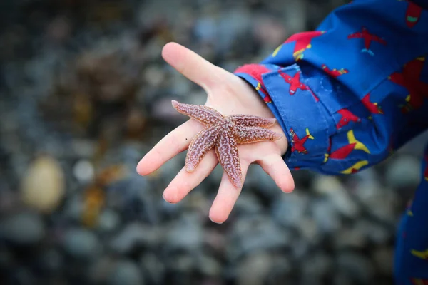 Petite étoile de mer dans les rochers - Piscines rocheuses — Photo
