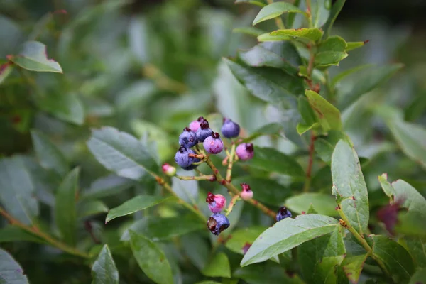 Wild blueberry bush with a few ripe berries